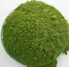 Tulsi Powder Manufacturer Supplier Wholesale Exporter Importer Buyer Trader Retailer in Sojat Rajasthan India